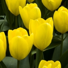 Yellow Purissima Emperor Tulip