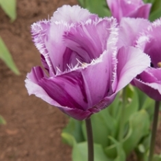 Blue Heron Tulip Blue Heron Tulip