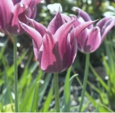 Maytime Tulip