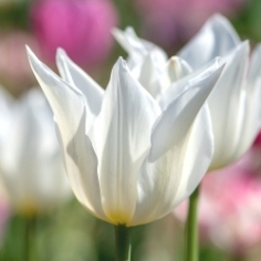 White Triumphator Tulip