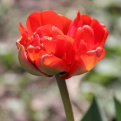 Abba Tulip