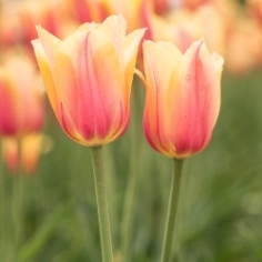 Blushing Beauty Tulip