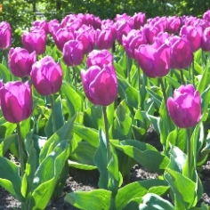 Negrita Tulip