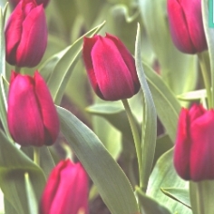 Pallada Tulip