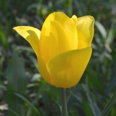 Strong Gold Tulip Strong Gold Tulip