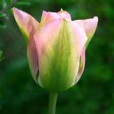 Greenland Tulip