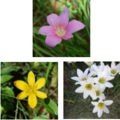 Zephyranthes Collection