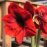 Red Amaryllis for the Garden