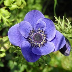 Blue Poppy Anemone