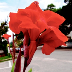 Red Dazzler Giant Canna