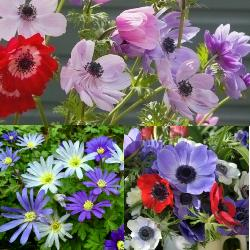 Anemone Collection