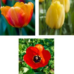 Darwin Hybrid Tulip Collection