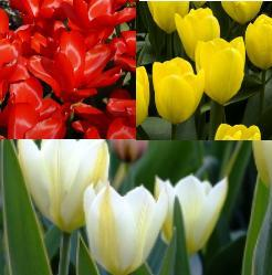 Fosteriana (Emperor) Tulip Collection