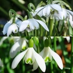 Galanthus Collection