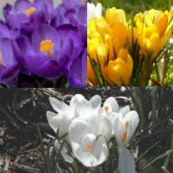 Giant Crocus Collection