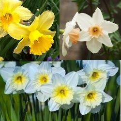 Large Cup Daffodil Collection