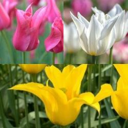Lily-Flowering Tulip Collection