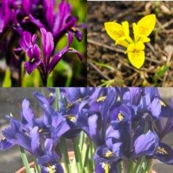 Iris Reticulata Collection