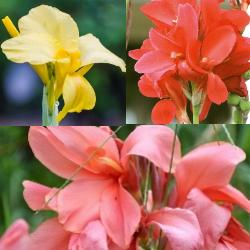 Tall Canna Collection