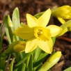 Cyclamineus Daffodils