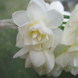 Erlicheer Daffodil