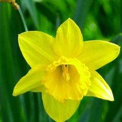 St. Keverne Daffodils by the Bushel