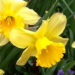 Carlton Daffodil