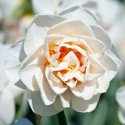 Flowerdrift Daffodil