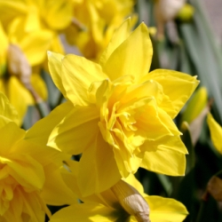 Golden Ducat Daffodil