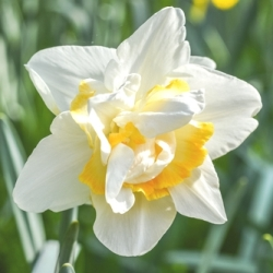 White Lion Daffodil