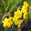 Jonquilla Daffodils