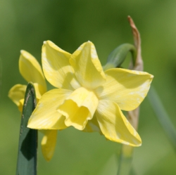 Hillstar Daffodil