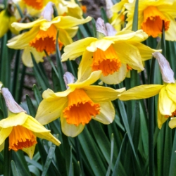 Fortissimo Daffodil