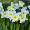 Large Cup Daffodils
