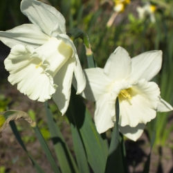 St. Patrick's Day Daffodil