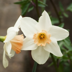 Salome Daffodil
