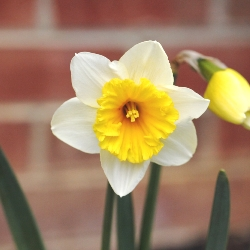 Slim Whitman Daffodil
