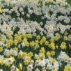 Daffodils by the Bushel