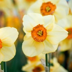 Altruist Daffodil