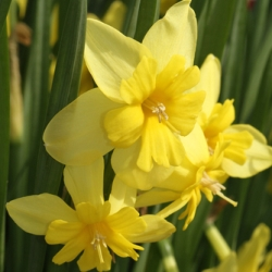 Tripartite Split Corona Daffodil