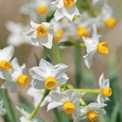 Canaliculatus Daffodil