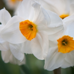 Geranium Daffodil