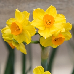 Grand Soleil d'Or Tazetta Daffodil