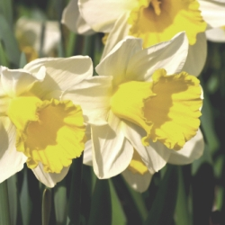 Holland Sensation Daffodil