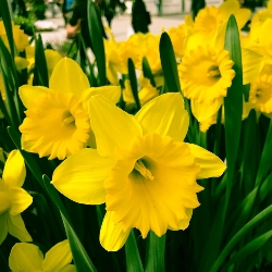Rijnveld's Early Sensation Daffodil