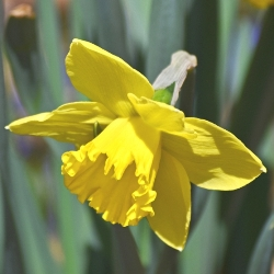 Unsurpassable Daffodil