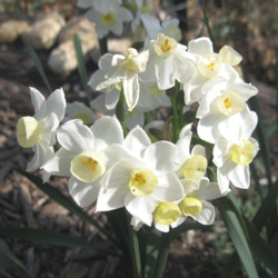 Scilly White Daffodil