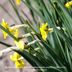 Sun Disc Daffodil