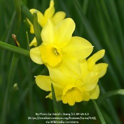 Trevithian Daffodil