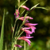 Gladiolus - Species